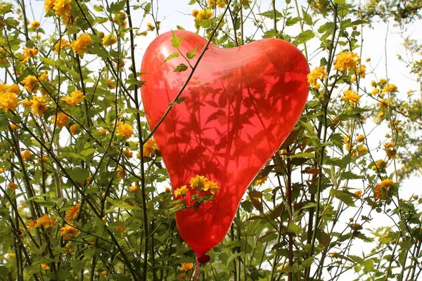Red Heart Balloon Kerria — Photo