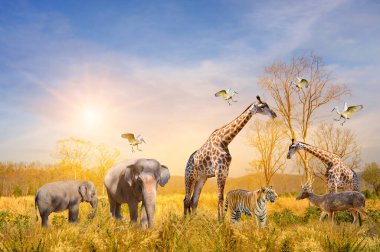 Büyük bir Afrika safari hayvanı grubu. Vahşi yaşamı koruma kavramı