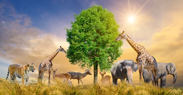 アフリカのサファリ動物の大規模なグループ 野生生物保全の概念 — ストック写真