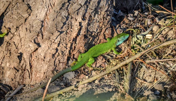 Verde Azul Lagarto Gecko Mediterrâneo Visto Solo Marrom Perto Tronco — Fotografia de Stock