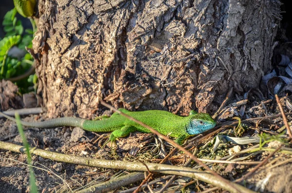 Verde Azul Lagarto Gecko Mediterrâneo Visto Solo Marrom Perto Tronco — Fotografia de Stock