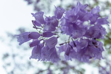 Jacaranda ağacının narin çiçek kümeleri