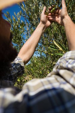 Zeytin ağacı kontrol çiftçi