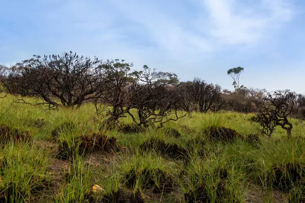 Yeni Yeşil Çimen Filizleri Kül Olmuş Bir Araziden Yükseliyor — Stok fotoğraf