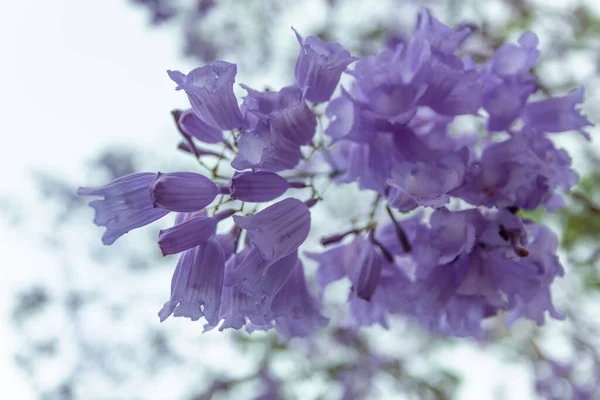 Jemné Květinové Shluky Jacaranda Stromu — Stock fotografie
