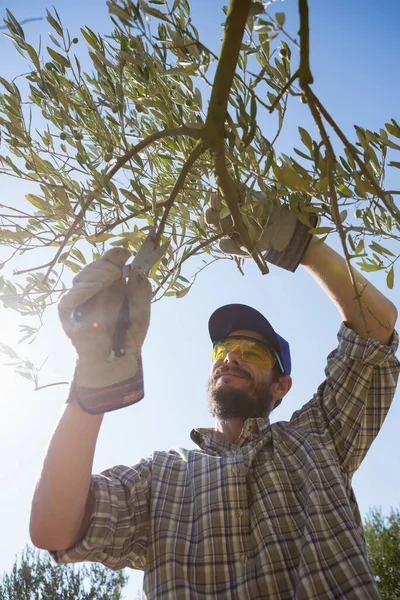 Farmer Cutting Olives Scissors — Stock Photo, Image