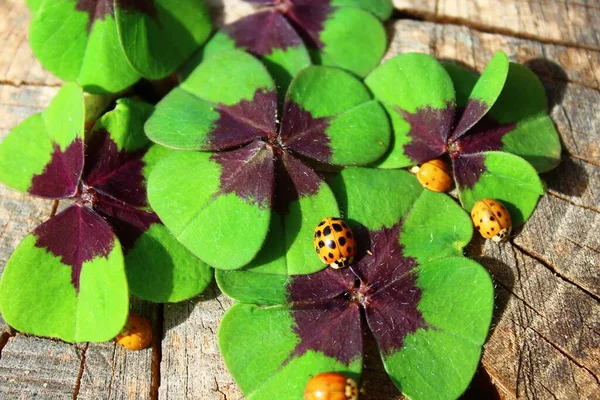 stock image lucky clover and lady birds