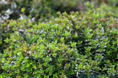 Kekik yazın bahçede.