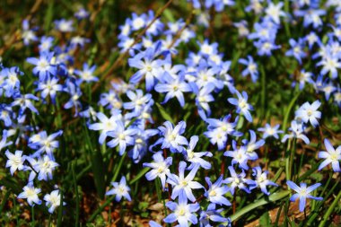 Karların ihtişamı. Güzel çiçek arkaplanı
