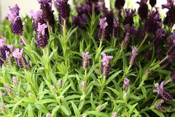 Beautiful Blooming Lavender Flowers Garden Grass — Stock Photo, Image