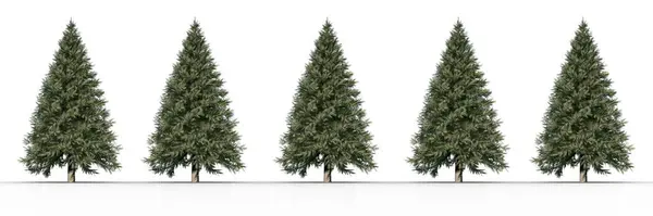Christmas Trees Row White Background — Stock Photo, Image
