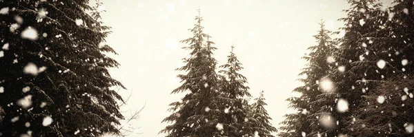 Kar Kaplı Ağaç — Stok fotoğraf