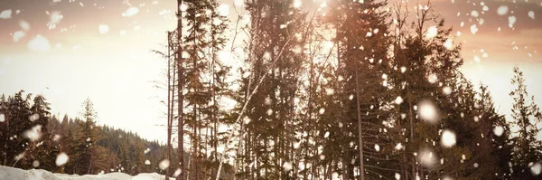 Холодные Деревья Небом Полные Облаков — стоковое фото
