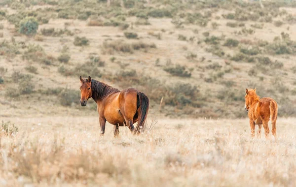 Wild Horses Nature — Stock Photo, Image