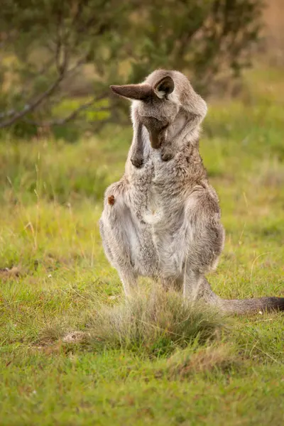 Kangaroo Having Tummy Scratch — Stock Photo, Image