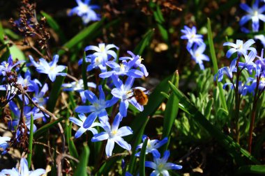 Baharda karın ihtişamı