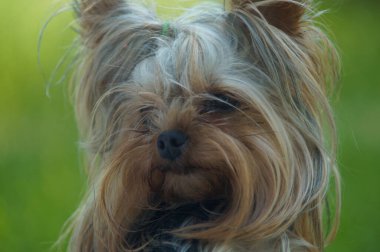 Yorkshire terrier yakın çekim