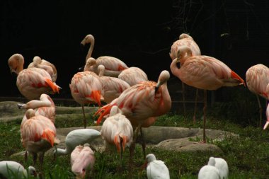 Hayvanat bahçesindeki flamingolar, doğa ve hayvanlar