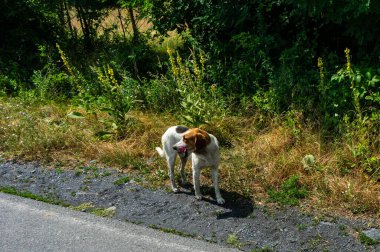 Yeşil bir çayırda bir köpek duruyor.