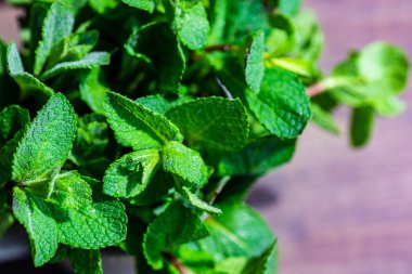 Organik nane yapraklarının yakın plan çekimi