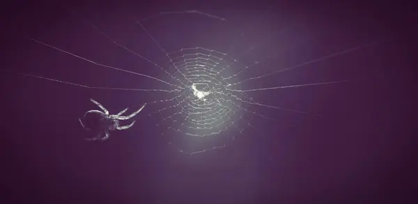 蜘蛛网挡住蜘蛛的行动 — 图库照片