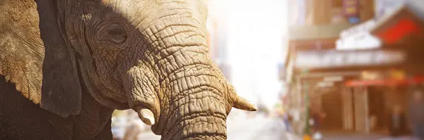 Composite Image Close Elephant Showing Its Tusk — Stock Photo, Image