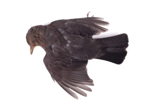 Pássaro Negro Morto Isolado Fundo — Fotografia de Stock
