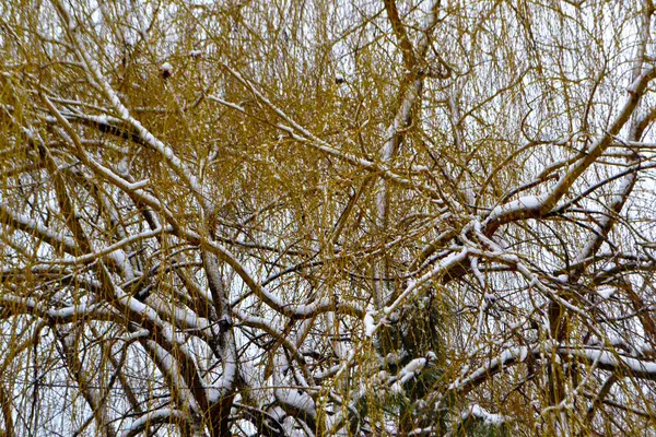 Frozen Willows Shore Borcea Arm — Stock Photo, Image