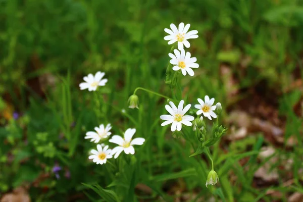 Campo Con Flores Blancas —  Fotos de Stock