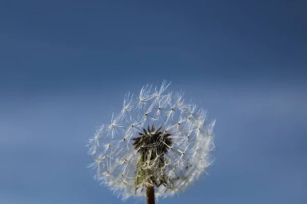 Цветок Одуванчика Крупным Планом — стоковое фото