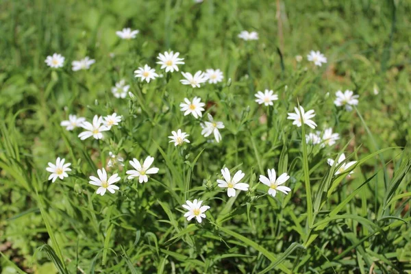 Ein Feld Mit Weißen Blumen — Stockfoto