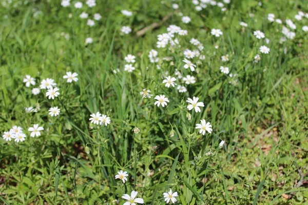 Schönes Feld Mit Weißen Blumen — Stockfoto