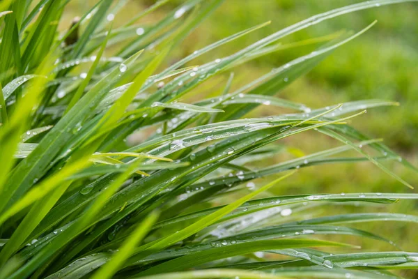 Green Plants Water Drops Grass — Stock Photo, Image