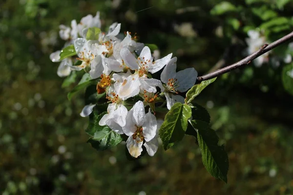 Primavera Macieira Flor Close Branco — Fotografia de Stock