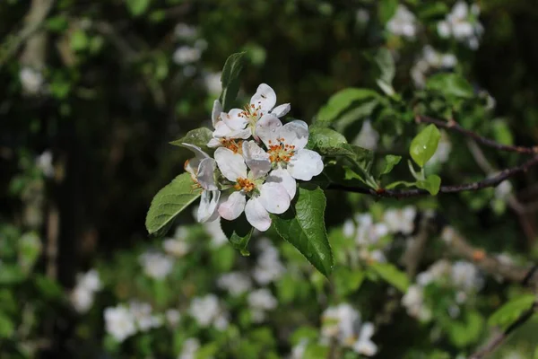 Frühling Apfelbaumblüte Nahaufnahme Weiß — Stockfoto