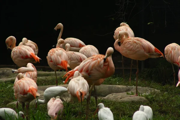 动物园里的火烈鸟 自然和动物 — 图库照片