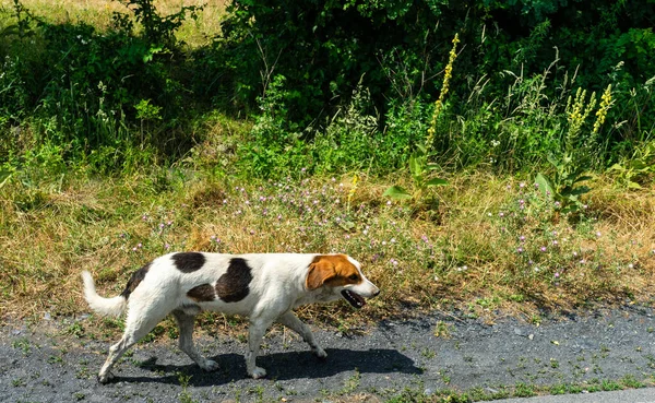 Собака Дорозі — стокове фото
