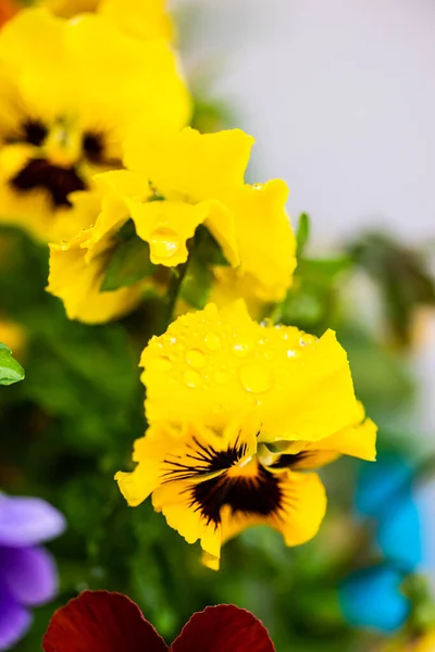 Elegant Floral Background Beautiful Blossom — Stock Photo, Image