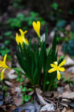 Çiçekler çok güzel. Yaz zamanı.