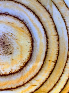 Bir mantarın dokusuna yakın çekim