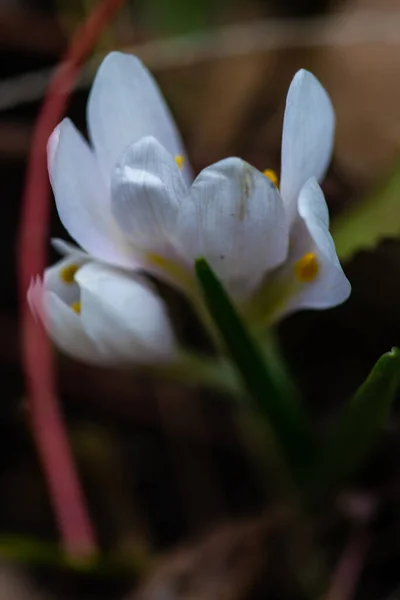 Krásný Kvetoucí První Jarní Květiny — Stock fotografie