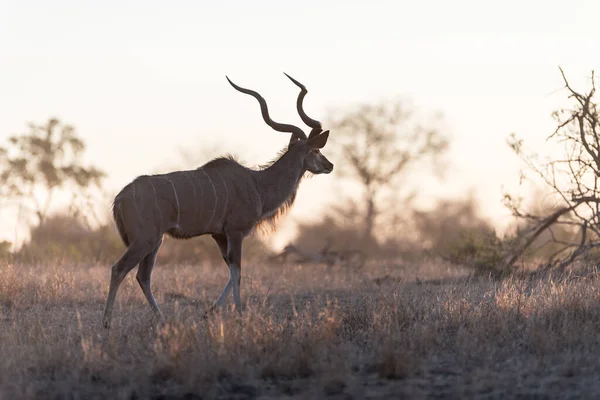 Γραφική Φωτογραφία Της Όμορφης Αντιλόπης Kudu — Φωτογραφία Αρχείου
