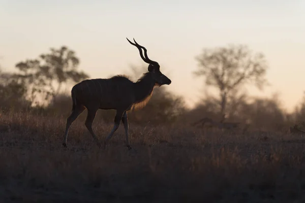 Güzel Bir Antilop Manzarası — Stok fotoğraf