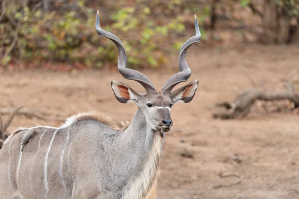 Naturskön Bild Vackra Kudu Antilop — Stockfoto