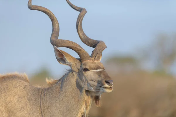 Naturskön Bild Vackra Kudu Antilop — Stockfoto