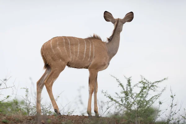 Colpo Scenico Bella Antilope Kudu — Foto Stock