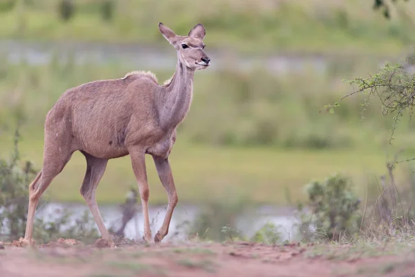 Malownicze Ujęcie Pięknej Antylopy Kudu — Zdjęcie stockowe
