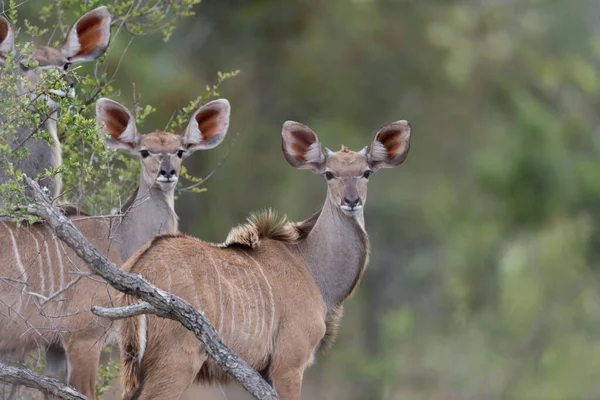 Szenische Aufnahme Der Schönen Kudu Antilope — Stockfoto