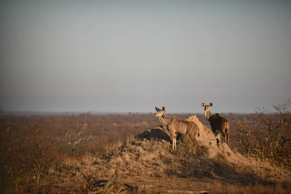 Festői Felvétel Gyönyörű Kudu Antilop — Stock Fotó