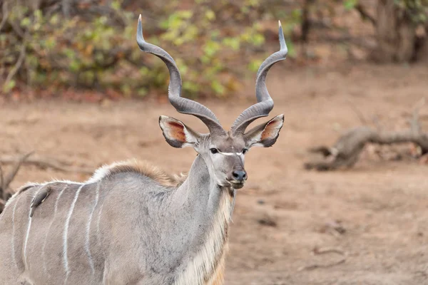 Malownicze Ujęcie Pięknej Antylopy Kudu — Zdjęcie stockowe